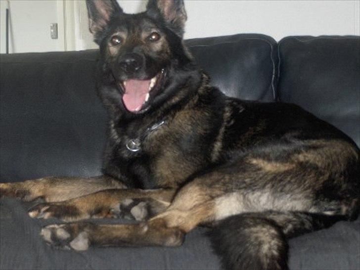 Schæferhund Xilli Von Der Siegertshöhe (Xilli) billede 5