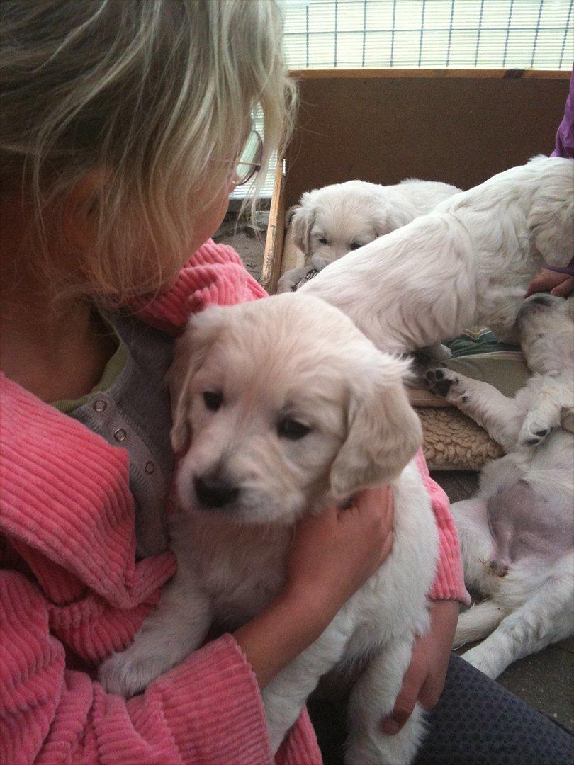 Golden retriever Karla - Lægger godt her  billede 1