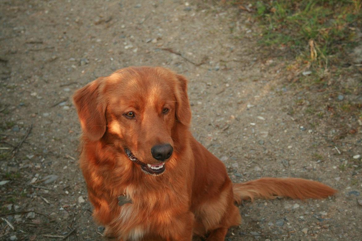 Nova scotia duck tolling retriever Bastian billede 17