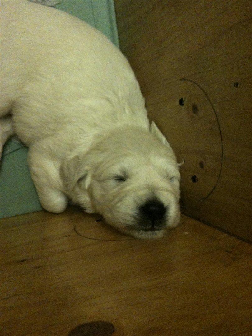 Golden retriever Karla - Mig helt lille lægger og sover billede 2
