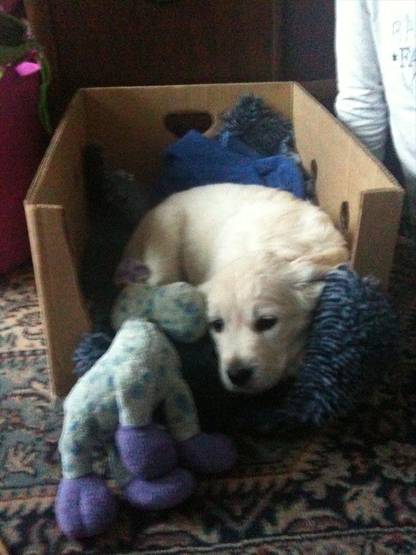 Golden retriever Karla - Jeg lægger i en lille kasse her lægger man dejligt billede 3