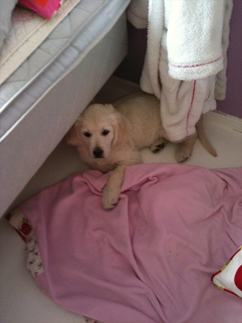 Golden retriever Karla - Lægger inde på Joses værlse billede 4