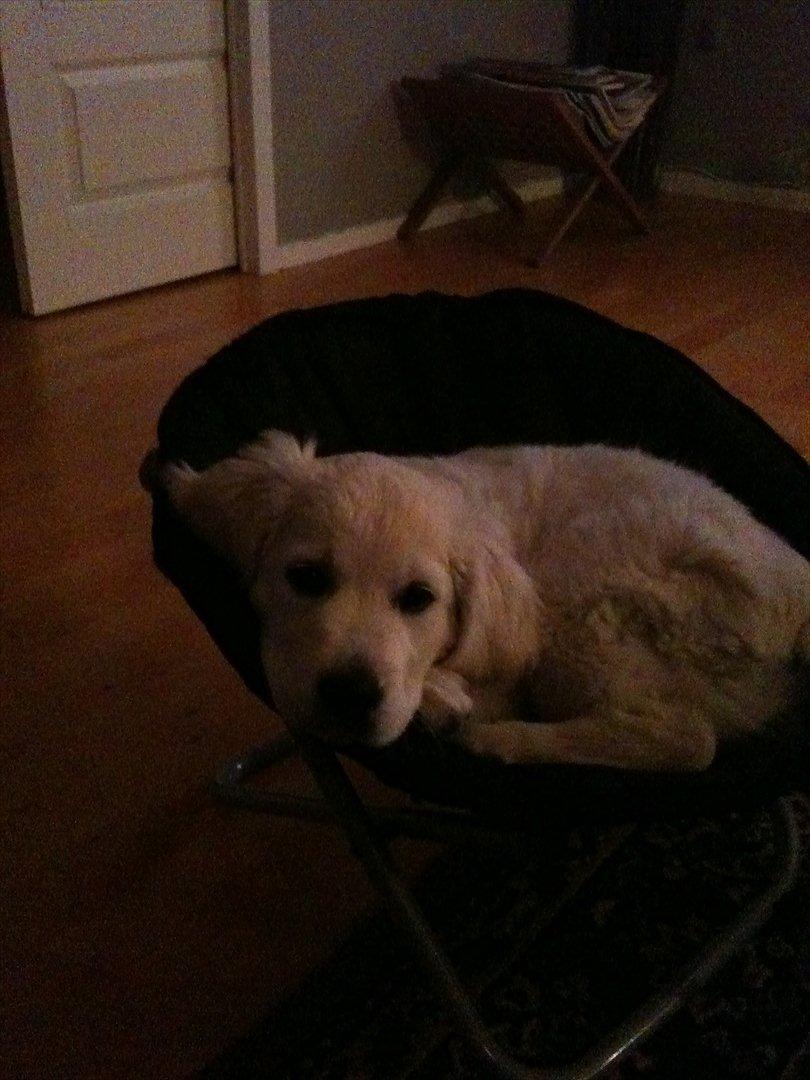 Golden retriever Karla - Tar lige en lug i denne her dejlige stol  billede 5