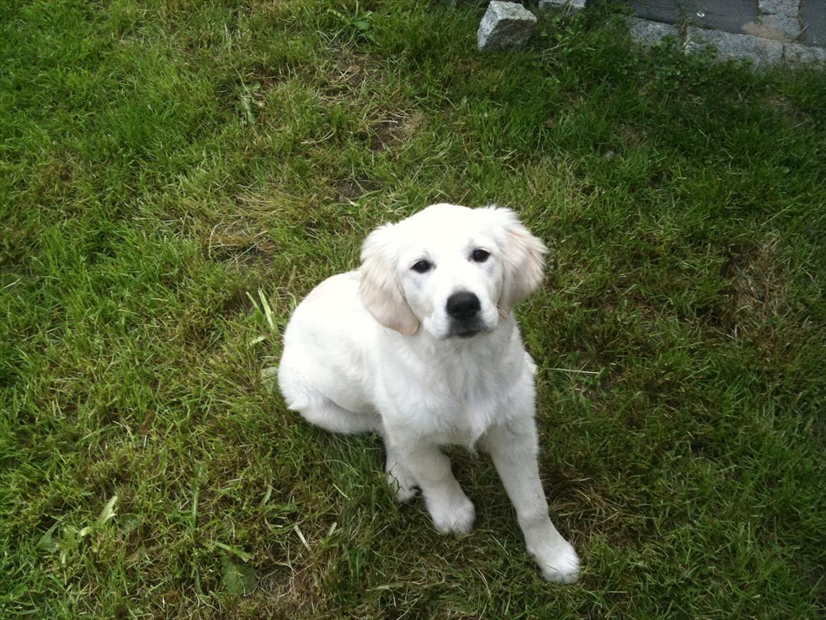 Golden retriever Karla - Se hvor stor jeg er blevet billede 6