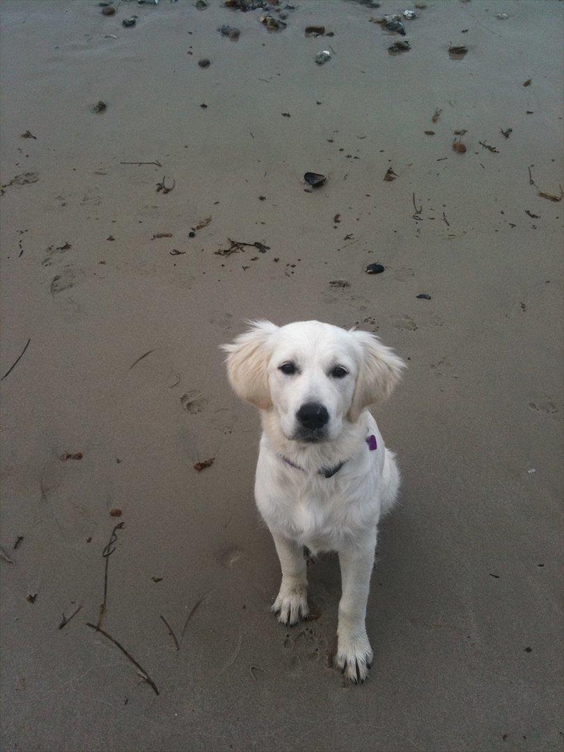 Golden retriever Karla - Hvad er det far holder i hånden  billede 7