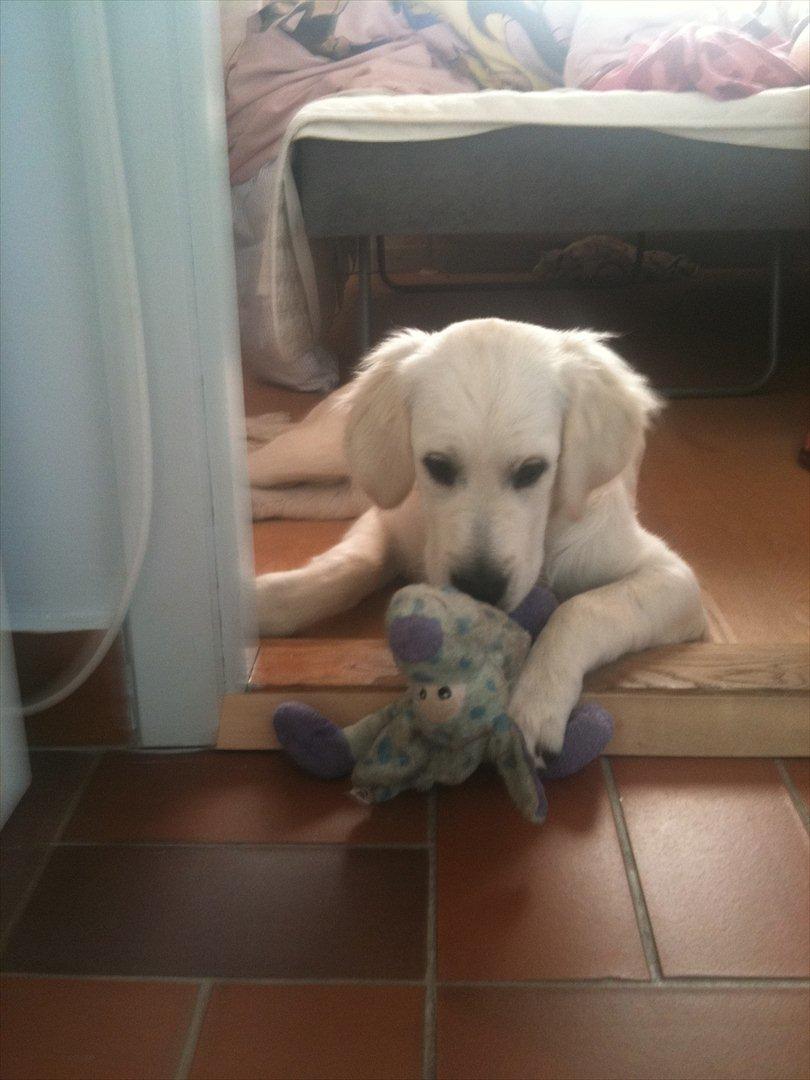 Golden retriever Karla - Jeg leger lige med in bamse der hedder Putti.<3 billede 8