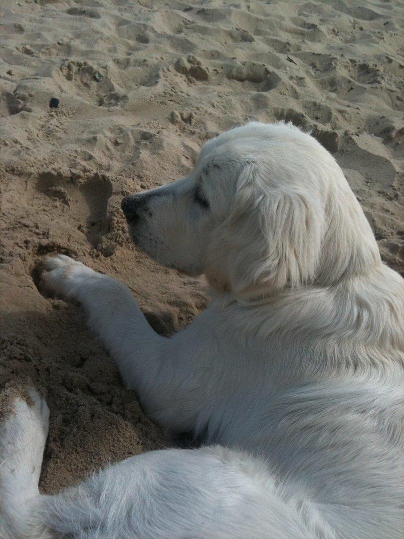Golden retriever Karla - Dejlig dag på stranden  billede 9