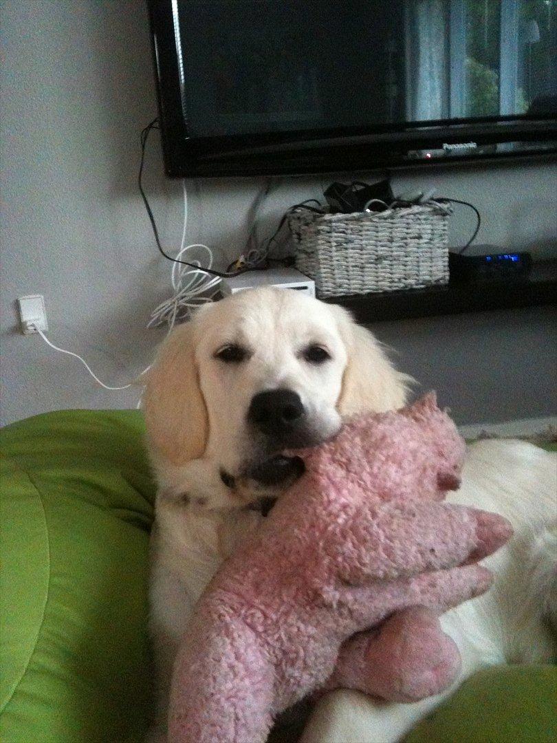 Golden retriever Karla - Mig med grisling billede 10