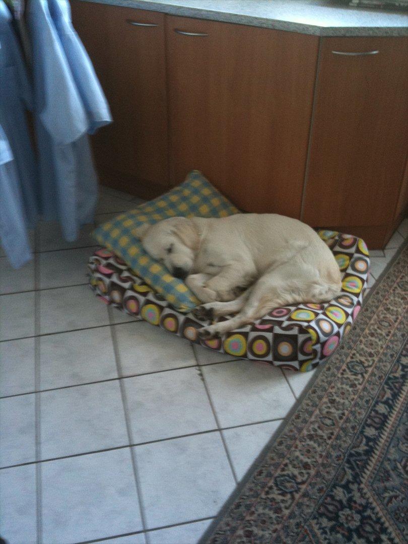 Golden retriever Karla - Jeg tager lige en lur billede 11