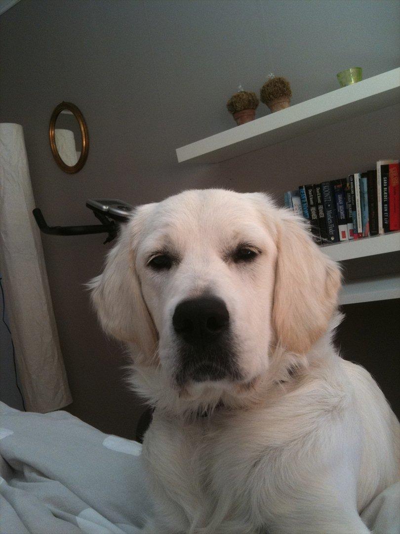 Golden retriever Karla - :D billede 12