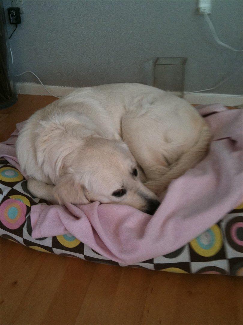 Golden retriever Karla - Tar lige en lur billede 13