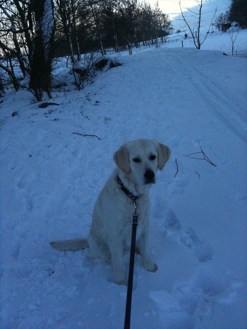 Golden retriever Karla - Dejlig snevejrsdag billede 14