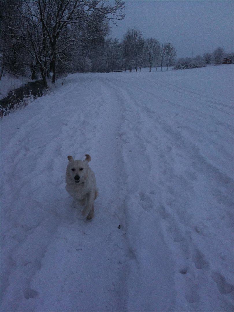 Golden retriever Karla - Jeg løber afsted i sneen billede 15