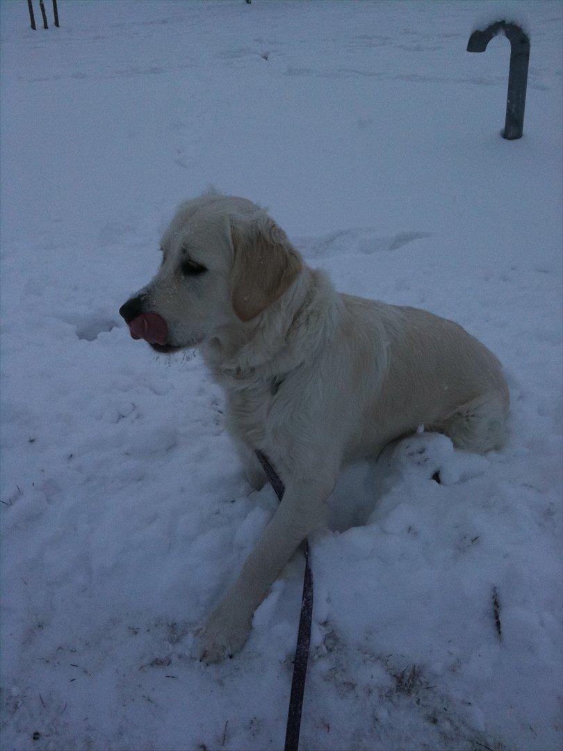 Golden retriever Karla - <3 billede 16