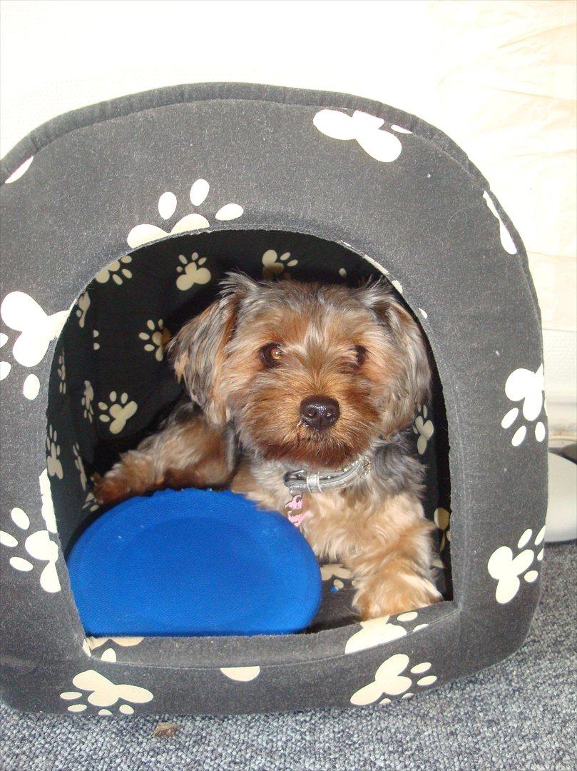 Yorkshire terrier rosa billede 6