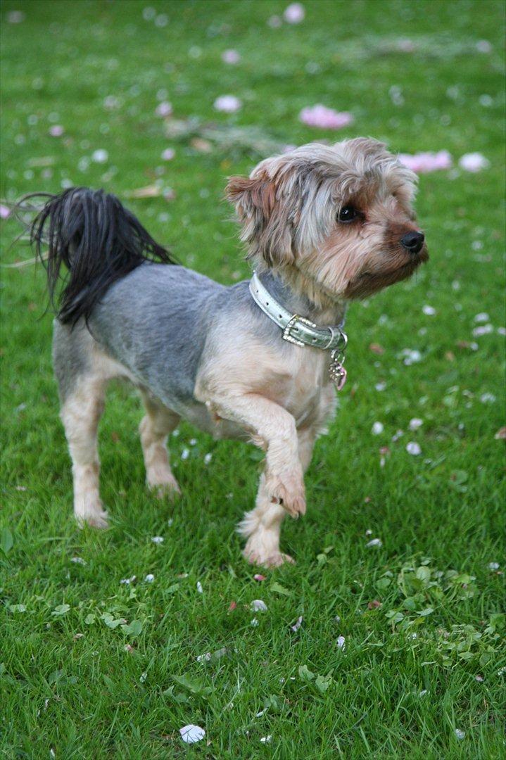 Yorkshire terrier rosa billede 7