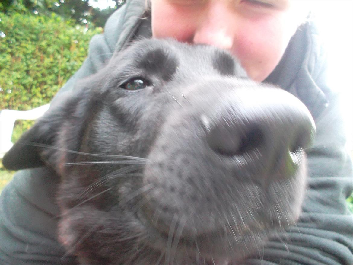 Blanding af racer Muddi - Selvudløser. Sweet Momeries with my dog <3 billede 9