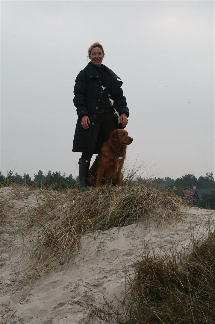 Nova scotia duck tolling retriever Bastian billede 18