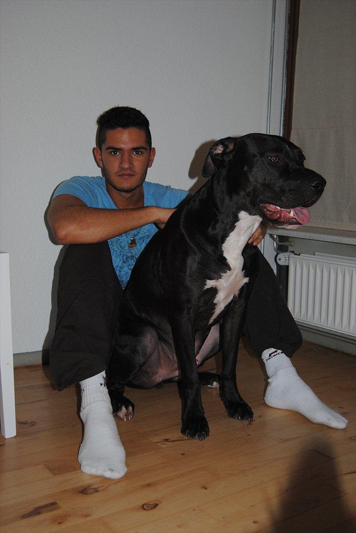 Blanding af racer Dogo Argentino & Amstaff Prince billede 20