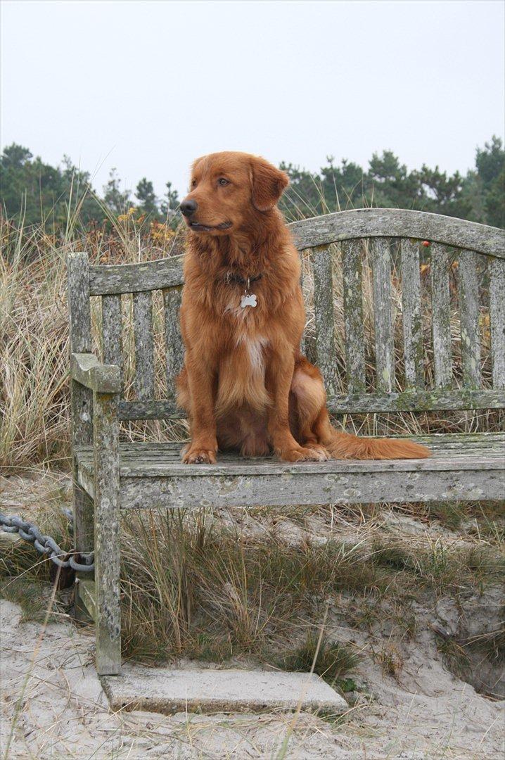 Nova scotia duck tolling retriever Bastian billede 19