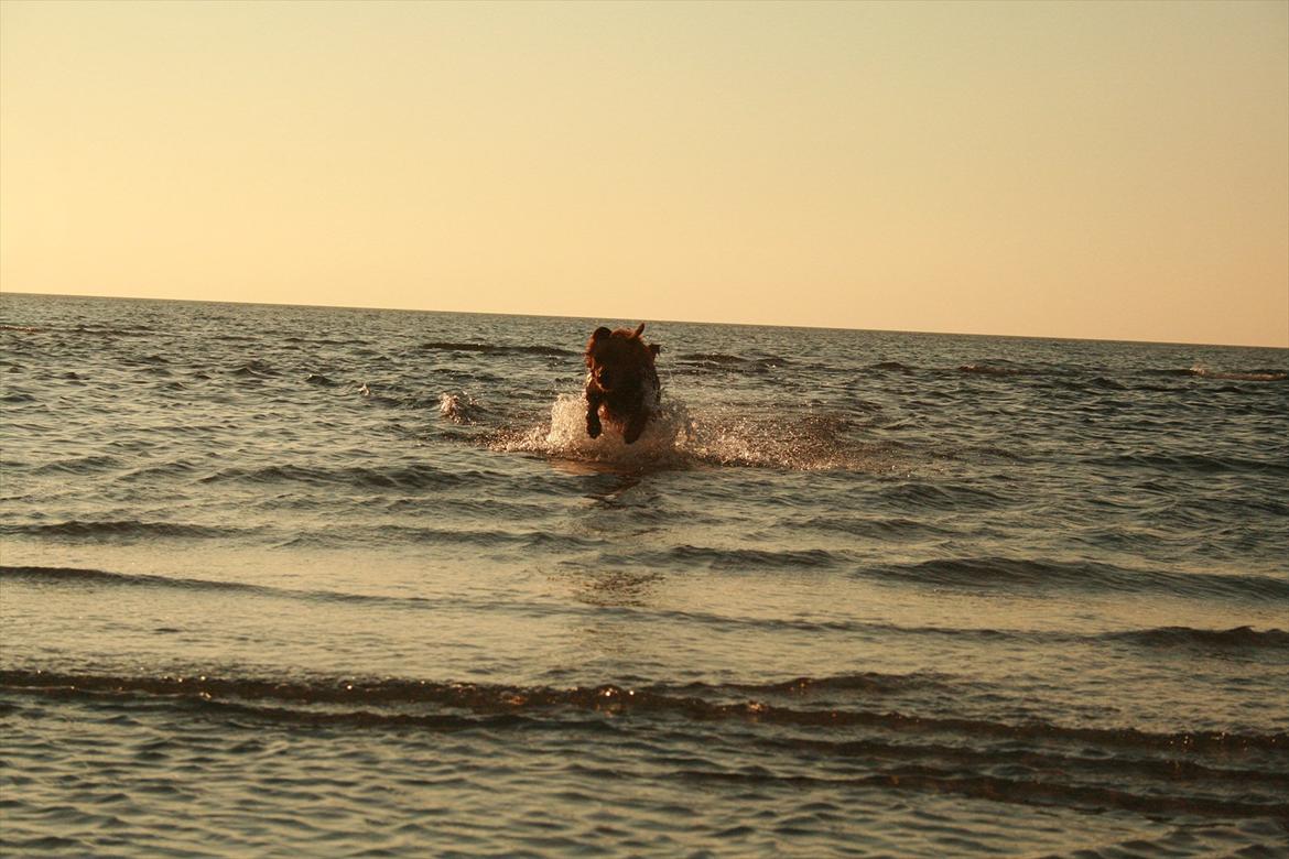Nova scotia duck tolling retriever Bastian billede 20