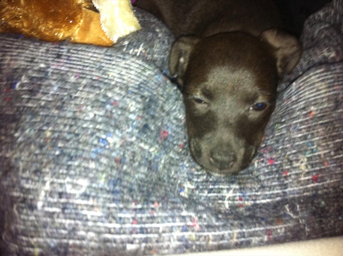 Blanding af racer Lady billede 20