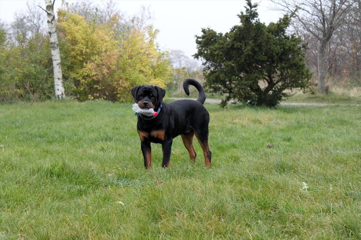 Rottweiler Amarni billede 12