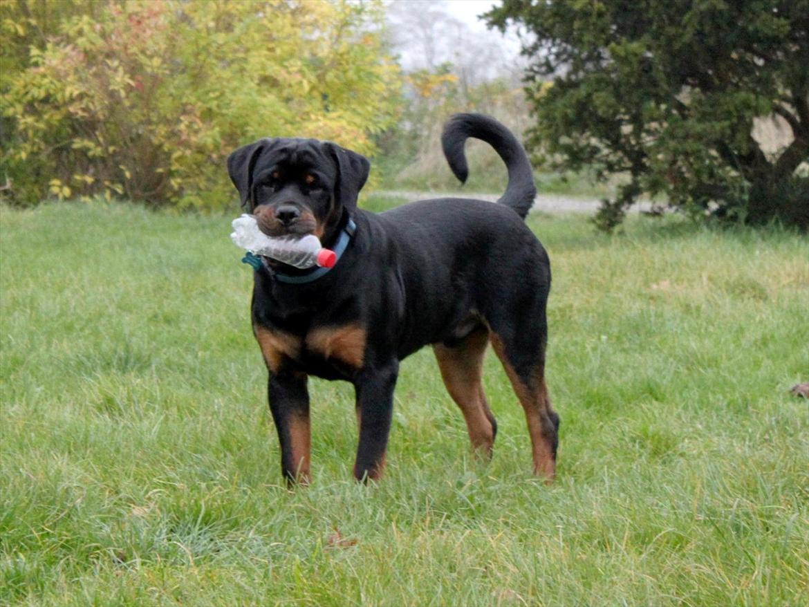 Rottweiler Amarni - Han er blevet stor den lille mand. billede 13