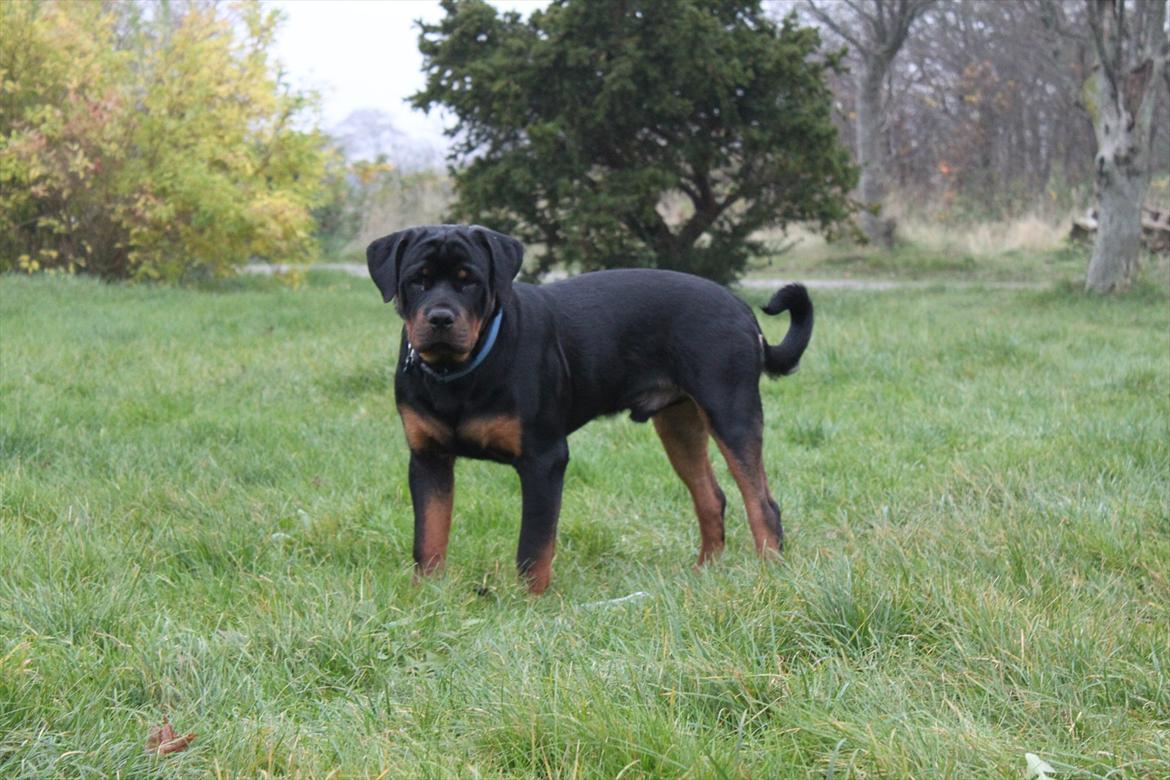 Rottweiler Amarni billede 14