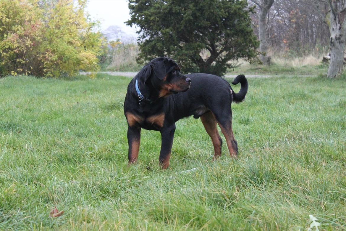 Rottweiler Amarni billede 15