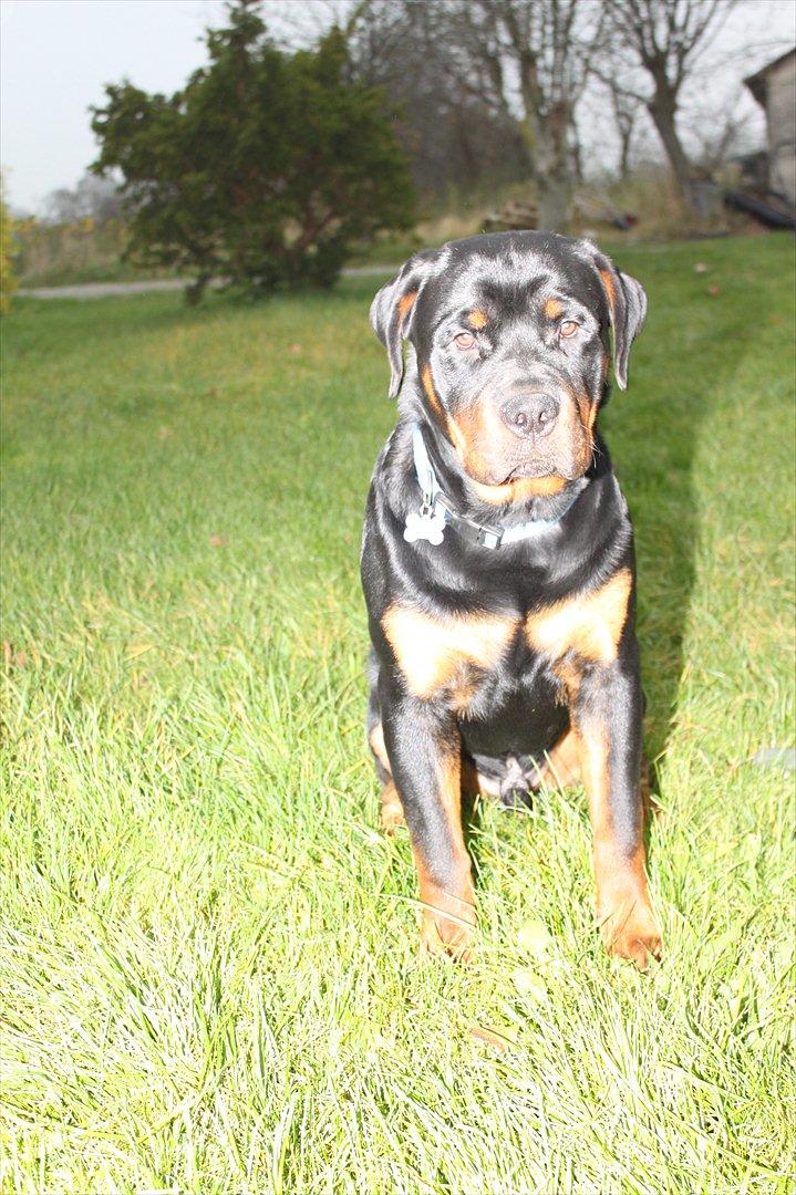 Rottweiler Amarni billede 16
