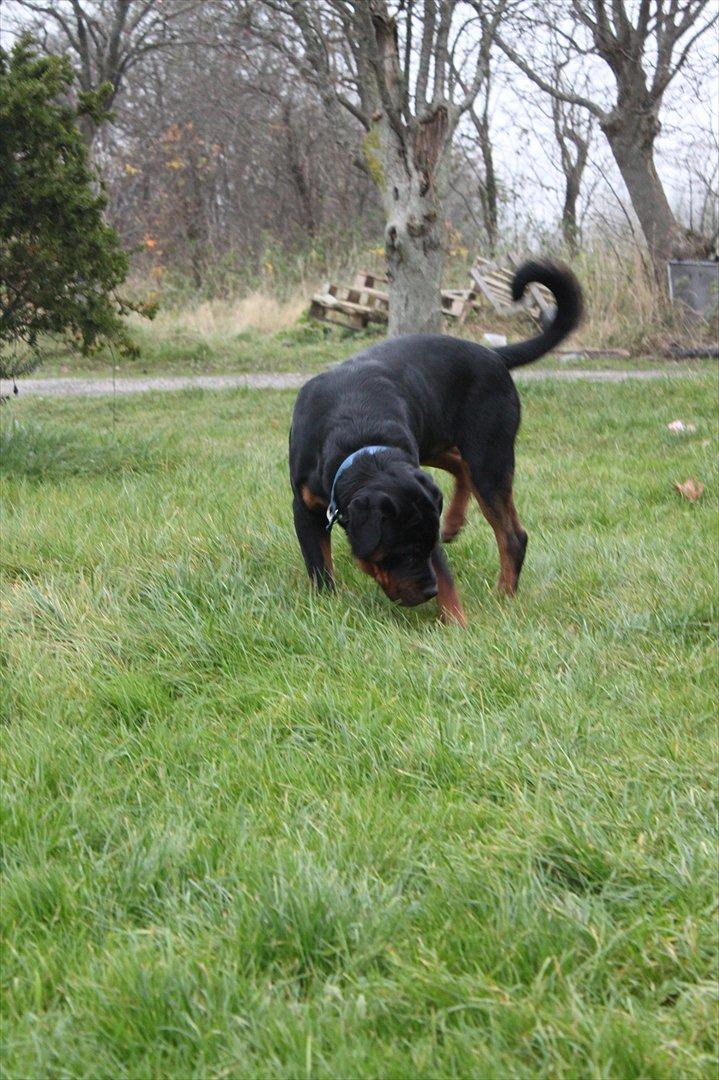 Rottweiler Amarni billede 17