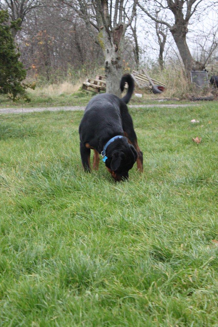 Rottweiler Amarni billede 18