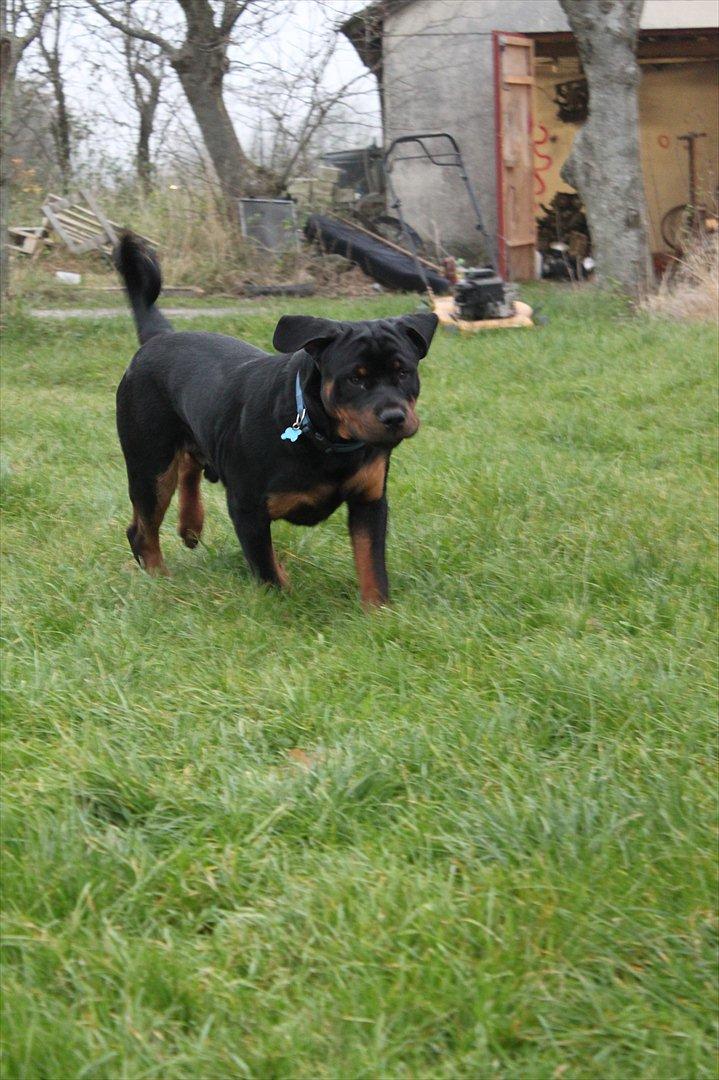 Rottweiler Amarni billede 19