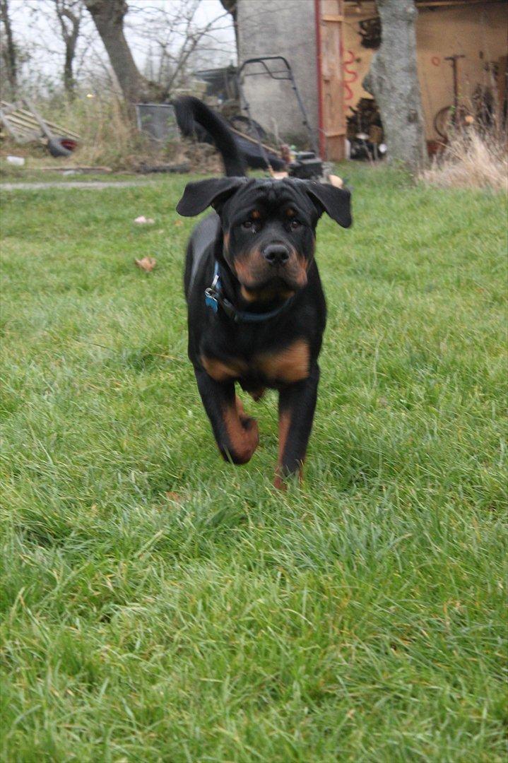 Rottweiler Amarni billede 20