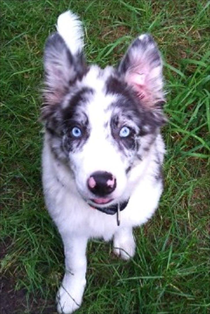 Border collie Alasdair aka Diesel From The Stone Of Scone - Ja ja man er vel opmærksom... tænk hvis der faldte godbidder af umm.. ;o) billede 1
