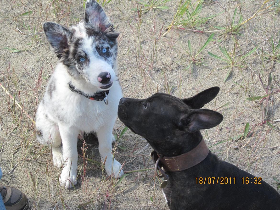 Border collie Alasdair aka Diesel From The Stone Of Scone - Min bedste ven Bandit  billede 2