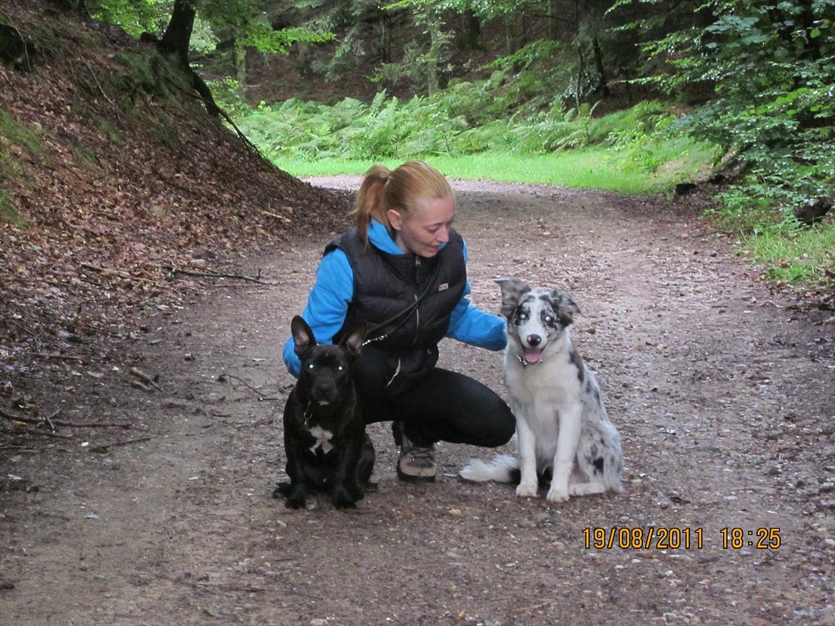 Border collie Alasdair aka Diesel From The Stone Of Scone - Med mor i skoven wuhuuu....!! billede 3