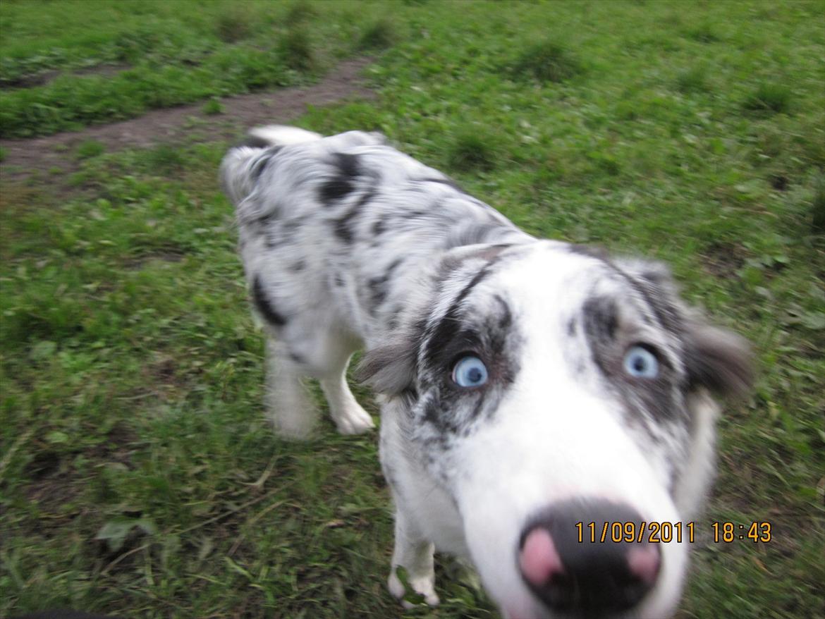 Border collie Alasdair aka Diesel From The Stone Of Scone - Hallooooooo billede 4
