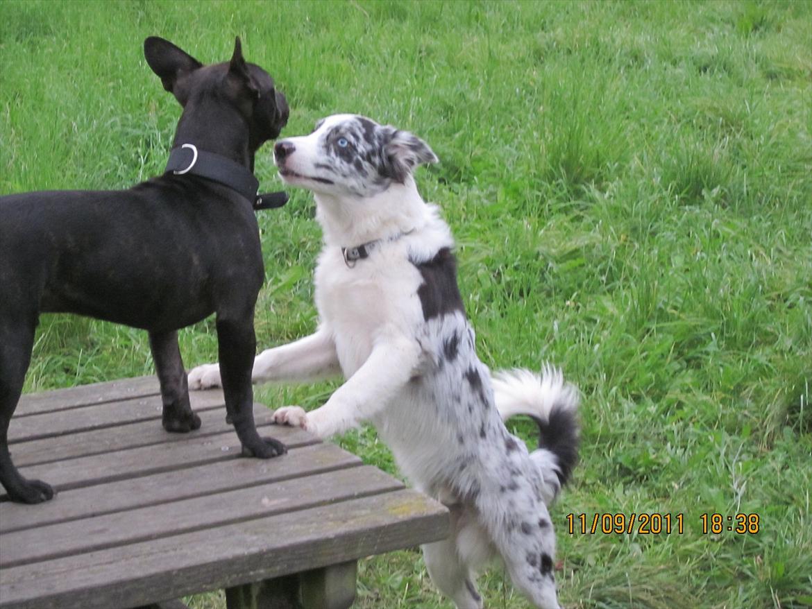 Border collie Alasdair aka Diesel From The Stone Of Scone - Kom nu ned og leg med mig :o) billede 5