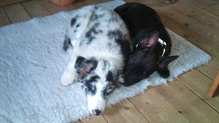 Border collie Alasdair aka Diesel From The Stone Of Scone - Kan ik' undvære min bedste ven billede 6