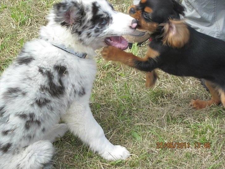 Border collie Alasdair aka Diesel From The Stone Of Scone - Leg er jeg med på billede 7
