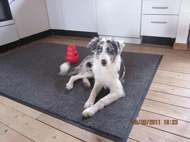 Border collie Alasdair aka Diesel From The Stone Of Scone - Vogter gerne den der mærkelige røde ting med godbidder :o) billede 8