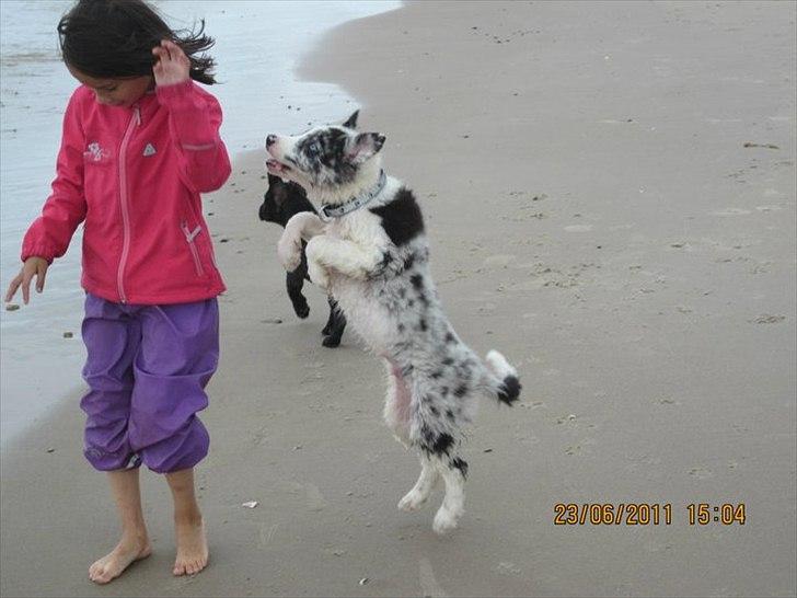 Border collie Alasdair aka Diesel From The Stone Of Scone - Yep stjæler gerne de nysser ;-) billede 9