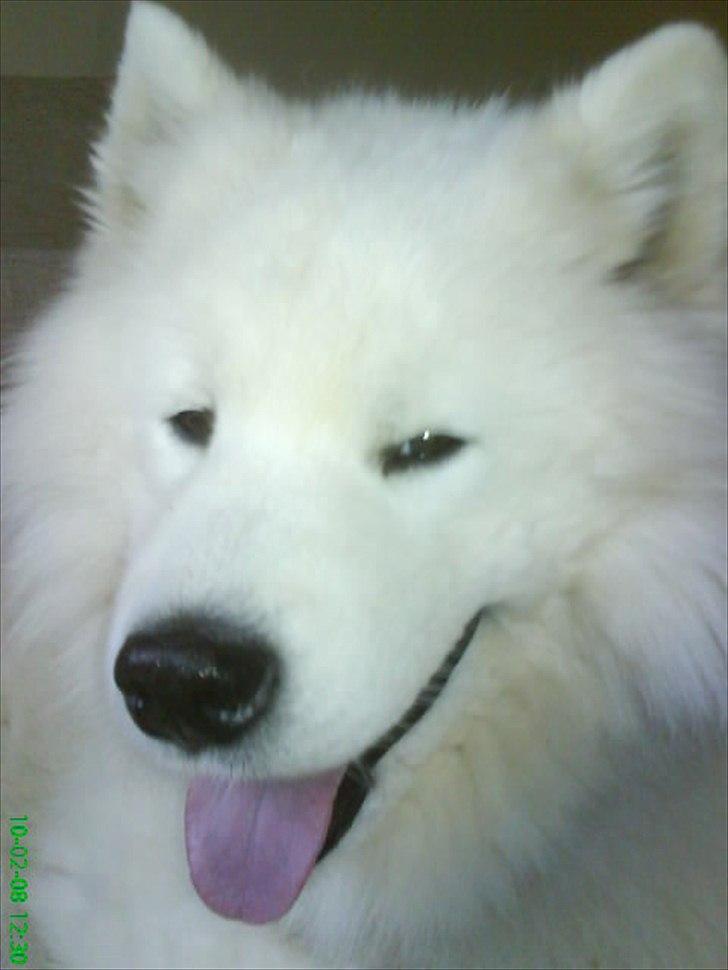 Border collie Alasdair aka Diesel From The Stone Of Scone - Min storebror: Cabaka´s Malic Of Apollon billede 10