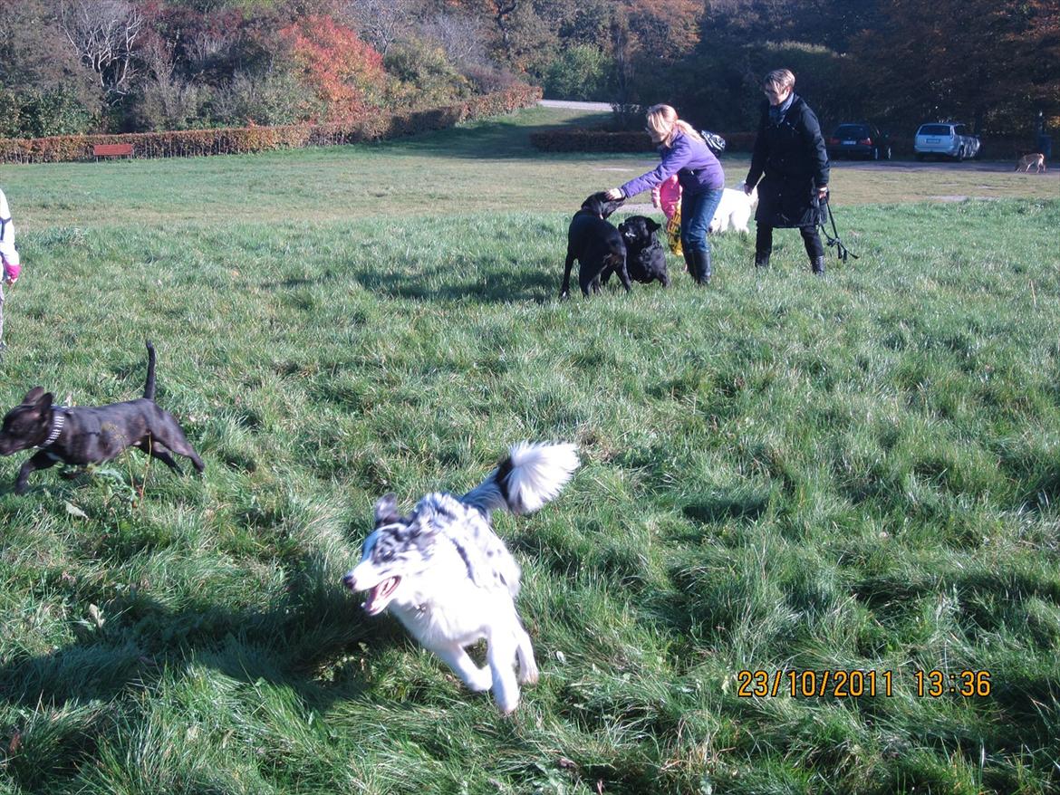 Border collie Alasdair aka Diesel From The Stone Of Scone - I sit es! billede 11