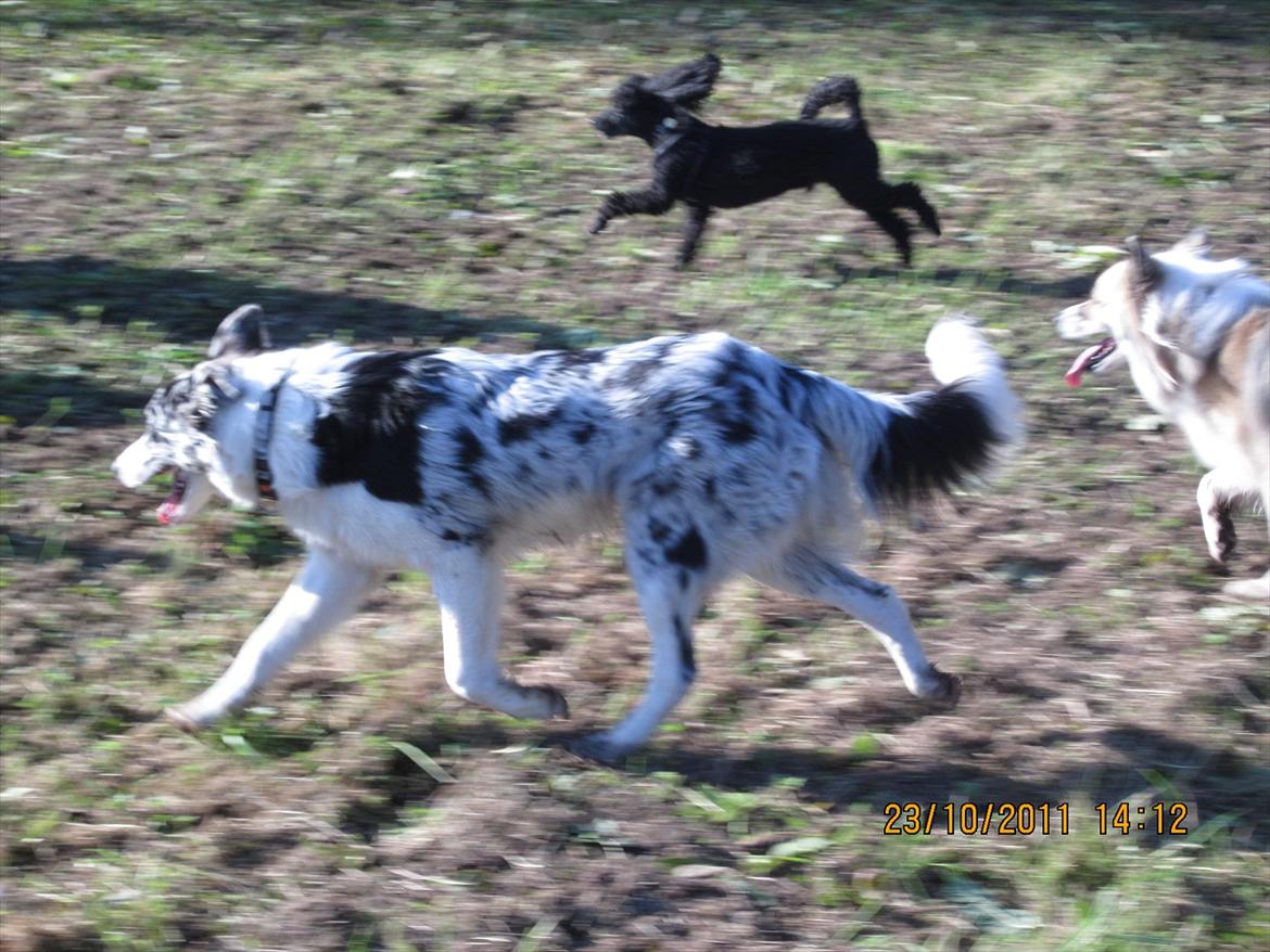 Border collie Alasdair aka Diesel From The Stone Of Scone billede 12
