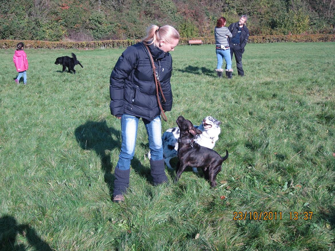 Border collie Alasdair aka Diesel From The Stone Of Scone billede 13