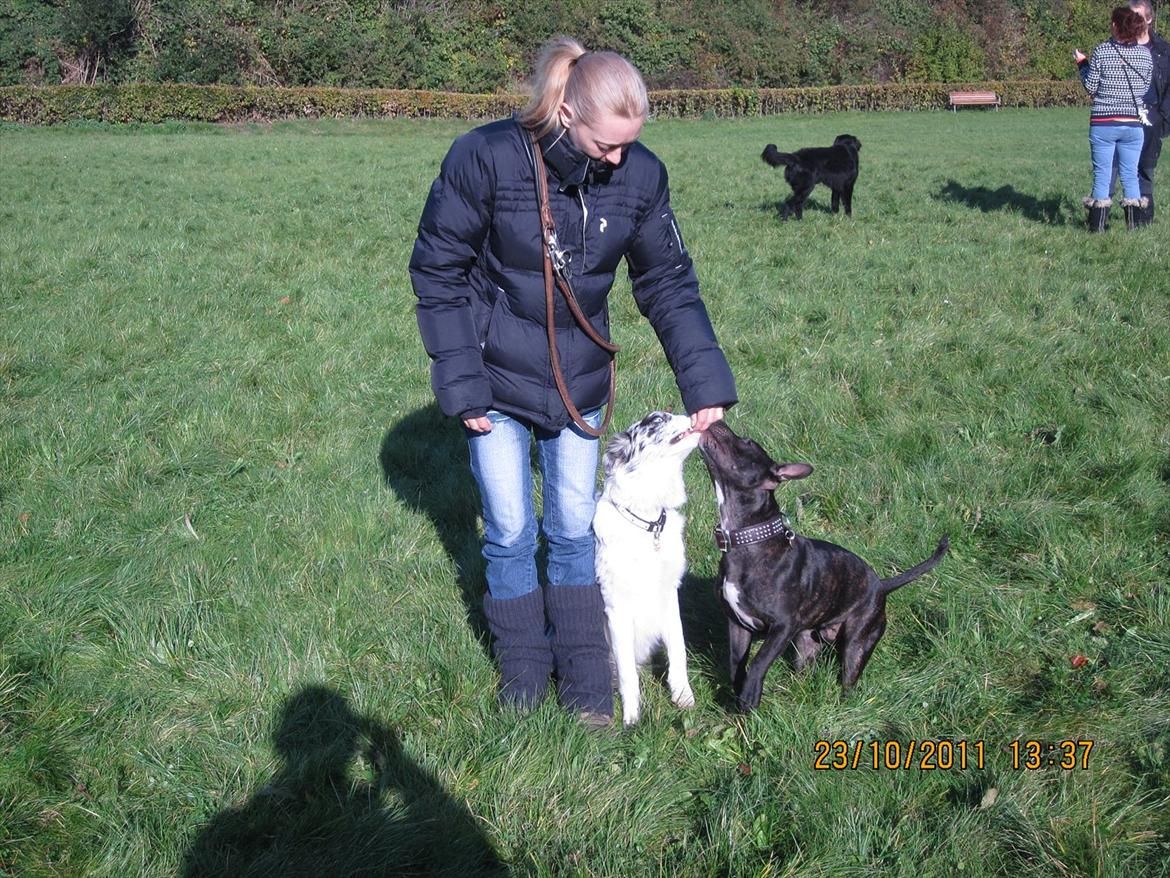 Border collie Alasdair aka Diesel From The Stone Of Scone billede 14
