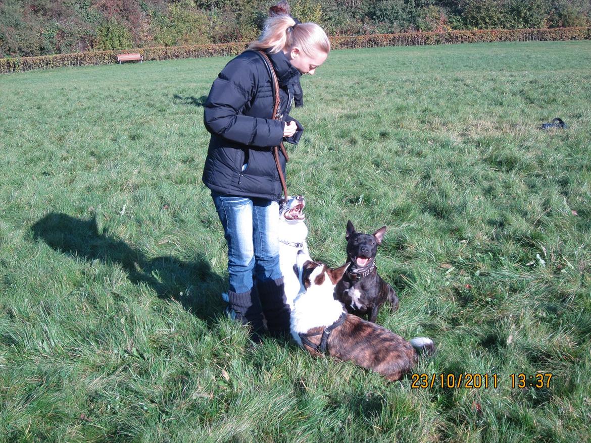 Border collie Alasdair aka Diesel From The Stone Of Scone billede 15